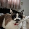 こじじ改's profile picture