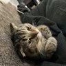 しーちゃん profil fotoğrafı