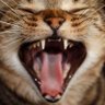 やっぱり猫が好き 的头像
