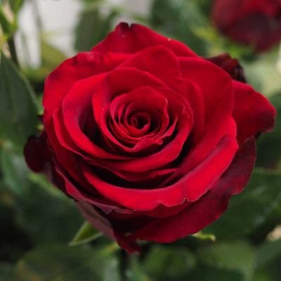 platinium230's profile picture