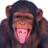 Profilbild von Macaco baiano tricolor.