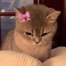 𝓒𝓱𝓮𝓼𝓱𝓲𝓻𝓮's profile picture