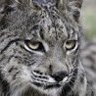 Lynx_Antares profil fotoğrafı