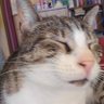 Profilbild von Feline Met Dejmon 🙃