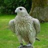 injured Falcon profil fotoğrafı