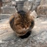 Septimus Severus 的头像