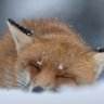 Фото профиля Vulpes Veritatis 🦊 👁️