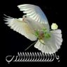 فارس الامير's profile picture