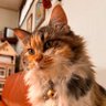 reoravismomo0525盛岡FIGHT BACK 的头像