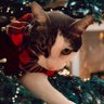 Фото профиля Chris Numbers (most sites)