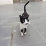 Gato's profile picture