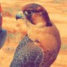 Profilbild von أُم جُـنـادة