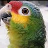 Romi's profile picture