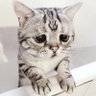 Profilbild von Lookinglass