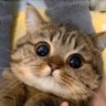 thanus 的头像