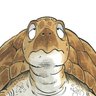 🐢kame🐢 的头像