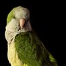 Susan 🇺🇸 profil fotoğrafı