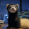 Profilbild von Polecat