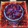 Фото профиля マイマイローズ