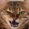 Gristle's profile picture