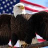 PJpatriot 的头像