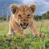 simba makamure 的头像