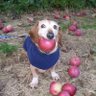 Profilbild von Apple Dog