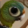 Toucan profil fotoğrafı