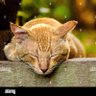 Фото профиля Tigerman