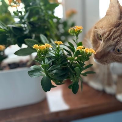 Ghanna's profile picture