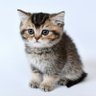 Elrosquasard profil fotoğrafı