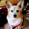 マロニーちゃん's profile picture