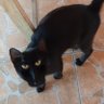 Le chat's profile picture