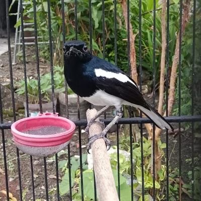 AllBass249627's profile picture