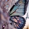 afaf369💜عزيزة🌾✨'s profile picture