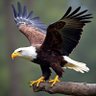 Profilbild von Saudi Eagle
