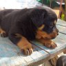 mertay 的头像