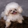 Charles HongDong's profile picture