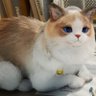 Ghanesh profil fotoğrafı