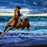 نسيم البحر profil fotoğrafı