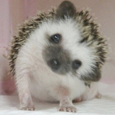 도치's profile picture