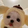 ac 的头像