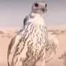 Фото профиля النــاااااااااادر
