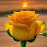 Profilbild von D.pandey