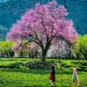 Hamza 的头像