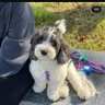 BuddyVerse's profile picture