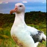 ✨美しい🇯🇵を愛するアホウドリ〜Albert L.A. 的头像