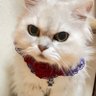 Profilbild von ぎんちゃんのママ