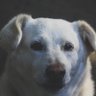 Profilbild von ルベルト(犬)