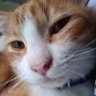 SATRIAJI HARYO profil fotoğrafı